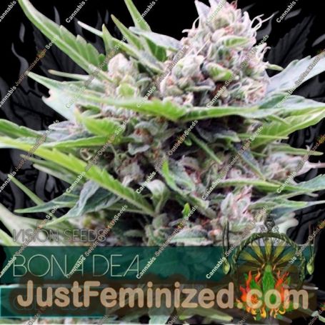 Bona Dea by Vision Seeds Cannabis Seeds For Sale at Just Feminized