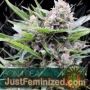Bona Dea by Vision Seeds Cannabis Seeds For Sale at Just Feminized