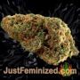 Bona Dea by Vision Seeds Buds Weed Ganja Skunk Pot Reefer Dope Herb Pics Images