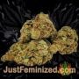 Bona Dea by Vision Seeds Buds Weed Ganja Skunk Pot Reefer Dope Herb Pics Images