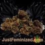 Bona Dea by Vision Seeds Buds Weed Ganja Skunk Pot Reefer Dope Herb Pics Images