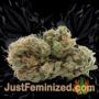Bona Dea by Vision Seeds Buds Weed Ganja Skunk Pot Reefer Dope Herb Pics Images