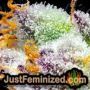 Bona Dea by Vision Seeds THC CBD Close Up Trichomes Potency Yield Indica Sativa Strain Pic Images