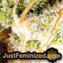 Bona Dea by Vision Seeds THC CBD Close Up Trichomes Potency Yield Indica Sativa Strain Pic Images