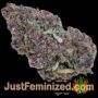 Brainkiller Haze by Vision Seeds Buds Weed Ganja Skunk Pot Reefer Dope Herb Pics Images