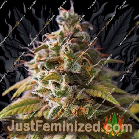 Caramel Monster by Vision Seeds Cannabis Seeds For Sale at Just Feminized