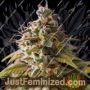 Caramel Monster by Vision Seeds Cannabis Seeds For Sale at Just Feminized