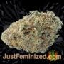 Caramel Monster by Vision Seeds Buds Weed Ganja Skunk Pot Reefer Dope Herb Pics Images