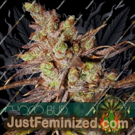 Choco Bud by Vision Seeds Cannabis Seeds For Sale at Just Feminized