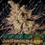 Choco Bud by Vision Seeds Cannabis Seeds For Sale at Just Feminized