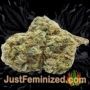 Choco Bud by Vision Seeds Buds Weed Ganja Skunk Pot Reefer Dope Herb Pics Images