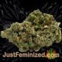 Choco Bud by Vision Seeds Buds Weed Ganja Skunk Pot Reefer Dope Herb Pics Images