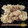 Choco Bud by Vision Seeds Buds Weed Ganja Skunk Pot Reefer Dope Herb Pics Images