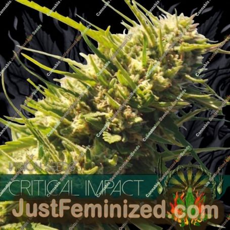 Critical Impact by Vision Seeds Cannabis Seeds For Sale at Just Feminized