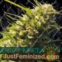 Critical Impact by Vision Seeds Cannabis Seeds For Sale at Just Feminized