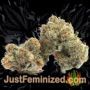 Critical Impact by Vision Seeds Buds Weed Ganja Skunk Pot Reefer Dope Herb Pics Images