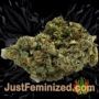Critical Impact by Vision Seeds Buds Weed Ganja Skunk Pot Reefer Dope Herb Pics Images