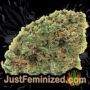 Critical Impact by Vision Seeds Buds Weed Ganja Skunk Pot Reefer Dope Herb Pics Images