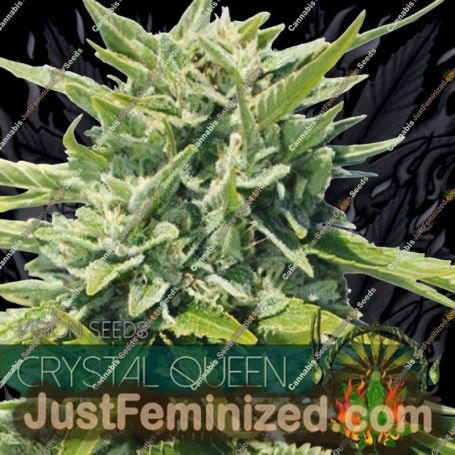 Crystal Queen by Vision Seeds Cannabis Seeds For Sale at Just Feminized