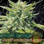 Crystal Queen by Vision Seeds Cannabis Seeds For Sale at Just Feminized