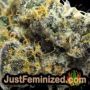 Crystal Queen by Vision Seeds THC CBD Close Up Trichomes Potency Yield Indica Sativa Strain Pic Images