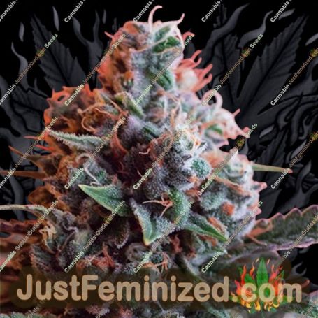 Dark Star x AK-49 by Vision Seeds Cannabis Seeds For Sale at Just Feminized