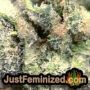 Dark Star x AK-49 by Vision Seeds THC CBD Close Up Trichomes Potency Yield Indica Sativa Strain Pic Images