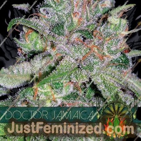 Doctor Jamaica by Vision Seeds Cannabis Seeds For Sale at Just Feminized