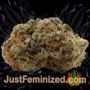 Doctor Jamaica by Vision Seeds Buds Weed Ganja Skunk Pot Reefer Dope Herb Pics Images