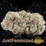 Doctor Jamaica by Vision Seeds Buds Weed Ganja Skunk Pot Reefer Dope Herb Pics Images