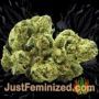 Doctor Jamaica by Vision Seeds Buds Weed Ganja Skunk Pot Reefer Dope Herb Pics Images