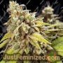Doctor Jamaica Auto by Vision Seeds Cannabis Seeds For Sale at Just Feminized
