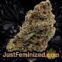 Doctor Jamaica Auto by Vision Seeds Buds Weed Ganja Skunk Pot Reefer Dope Herb Pics Images