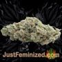 Doctor Jamaica Auto by Vision Seeds Buds Weed Ganja Skunk Pot Reefer Dope Herb Pics Images