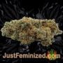 Doctor Jamaica Auto by Vision Seeds Buds Weed Ganja Skunk Pot Reefer Dope Herb Pics Images