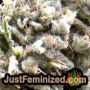 Doctor Jamaica Auto by Vision Seeds THC CBD Close Up Trichomes Potency Yield Indica Sativa Strain Pic Images