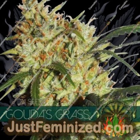 Goudas Grass by Vision Seeds Cannabis Seeds For Sale at Just Feminized