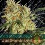 Goudas Grass by Vision Seeds Cannabis Seeds For Sale at Just Feminized