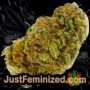 Goudas Grass by Vision Seeds Buds Weed Ganja Skunk Pot Reefer Dope Herb Pics Images