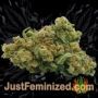Goudas Grass by Vision Seeds Buds Weed Ganja Skunk Pot Reefer Dope Herb Pics Images