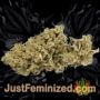 Goudas Grass by Vision Seeds Buds Weed Ganja Skunk Pot Reefer Dope Herb Pics Images