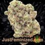 Goudas Grass by Vision Seeds Buds Weed Ganja Skunk Pot Reefer Dope Herb Pics Images