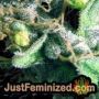 Goudas Grass by Vision Seeds THC CBD Close Up Trichomes Potency Yield Indica Sativa Strain Pic Images