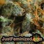 Goudas Grass by Vision Seeds THC CBD Close Up Trichomes Potency Yield Indica Sativa Strain Pic Images