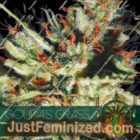 Goudas Grass Auto by Vision Seeds Cannabis Seeds For Sale at Just Feminized