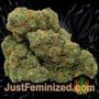 Goudas Grass Auto by Vision Seeds Buds Weed Ganja Skunk Pot Reefer Dope Herb Pics Images