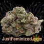 Goudas Grass Auto by Vision Seeds Buds Weed Ganja Skunk Pot Reefer Dope Herb Pics Images