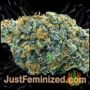 Goudas Grass Auto by Vision Seeds Buds Weed Ganja Skunk Pot Reefer Dope Herb Pics Images