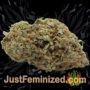 Goudas Grass Auto by Vision Seeds Buds Weed Ganja Skunk Pot Reefer Dope Herb Pics Images