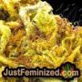 Goudas Grass Auto by Vision Seeds THC CBD Close Up Trichomes Potency Yield Indica Sativa Strain Pic Images